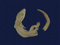 藏品(蝎虎)的圖片